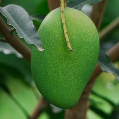 Mango Badami (grafted) plant,  Karnataka alphonso plant
